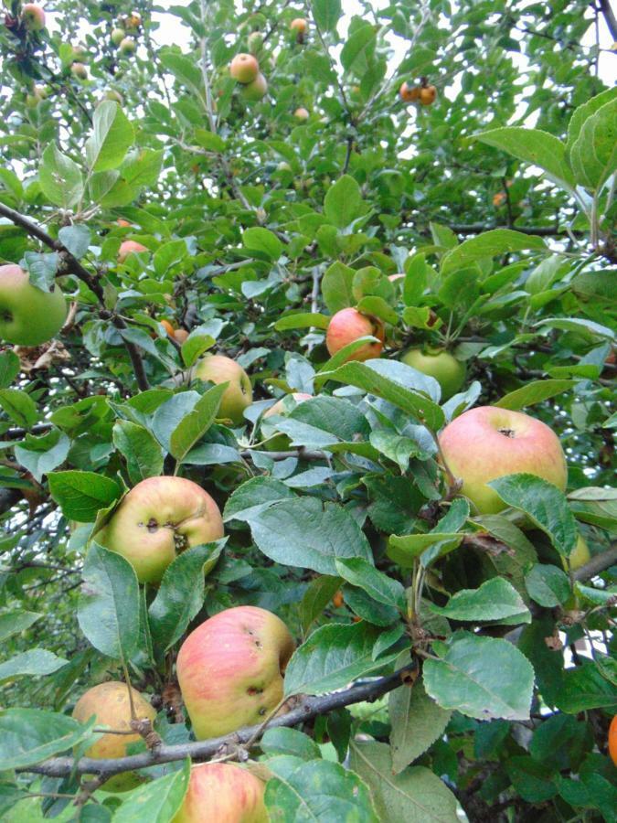 Apple House Villa Cetinje Luaran gambar